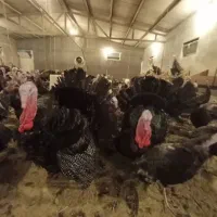 تخم نطفه دار بوقلمون تضمین نطفه