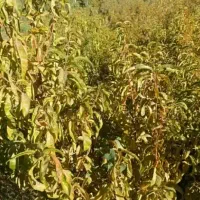 فروش به صورت تعداد بالا|گل و گیاه طبیعی|میاندوآب, |دیوار