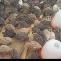 فروش 200عدد بلدرچین نر