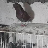 کفتر|پرنده|خان ببین, |دیوار