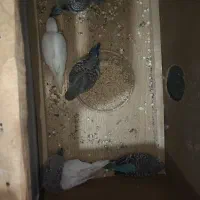 فروش مرغ عشق