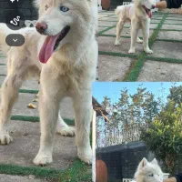 واگذاری رایگان هاسکی سیبری چشم یخی