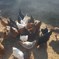 مرغ جوان|حیوانات مزرعه|انزل, |دیوار