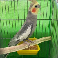 عروس هلندی نر