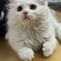 گربه پرشین|گربه|ارومیه, |دیوار