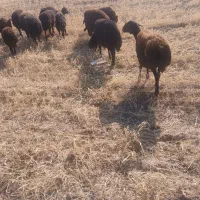 میش|حیوانات مزرعه|قیدار, |دیوار