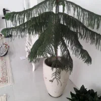 گل مطبق|گل و گیاه طبیعی|قوچان, |دیوار