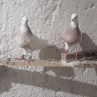 کبوتر‌طوقی|پرنده|یزد, |دیوار