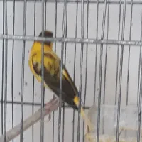 قناری|پرنده|مشگین شهر, |دیوار