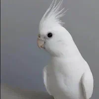 عروس هلندی آلبینو بالغ ۵ عدد معاوضه با ملنگو