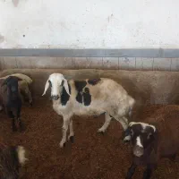 با سلام  چند رس بره نر و قوچ 3شیره|حیوانات مزرعه|سیلاخور, |دیوار