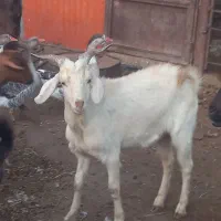 بزغاله سانن|حیوانات مزرعه|آران و بیدگل, |دیوار