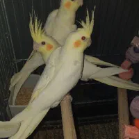 فروش تکی و یکجا