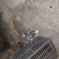 کبوتر مکس کاکل