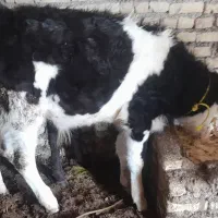 گاو و گوساله سیمینتال