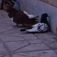 کفتر|پرنده|مرودشت, تامین اجتماعی‎|دیوار