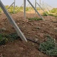 باغ-میمی