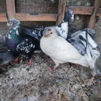 کبوتر ارزان جم|پرنده|جم, |دیوار