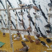 دسته رنگی،پلاکی همه نر پرشی|پرنده|دوگنبدان, |دیوار