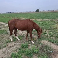 نریان دوساله|اسب و تجهیزات اسب‌سواری|بهبهان, |دیوار