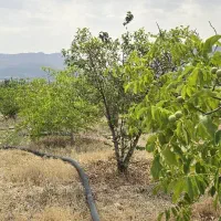 فروش باغچه دشت ارژن  با سند وامکانات کامل|فروش زمین و ملک کلنگی|کازرون, |دیوار