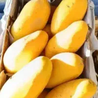 فروش عمده انبه درجه یک پاکستانی
