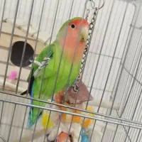 طوطی برزیلی