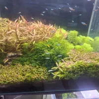 آکواریوم رومیزی/پمپ هوا/واترپمپ آبنما/خوراک ماهی|ماهی|شیراز, اصلاحنژاد|دیوار