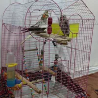 عروس هلندی مولد سخنگو پنج تخم