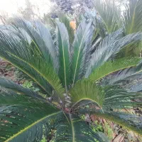 سیکاس فروشی ۲ میلیون|خدمات باغبانی و درختکاری|رشت, آب و برق|دیوار