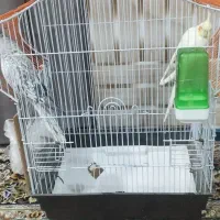 عروس هلندی