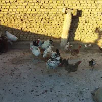 مرغ و خروس رسمی لهستانی