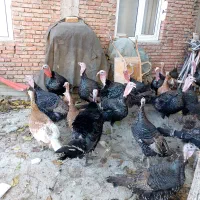 قلی محلی|حیوانات مزرعه|سقز, |دیوار