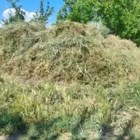 علف خشک