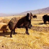 بره و شیشک قوچ غزل افشار|حیوانات مزرعه|خانمیرزا, |دیوار