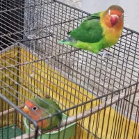 یک جفت طوطی برزیلی|پرنده|قم, شاه سید علی|دیوار