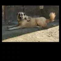 سگ ماده گوسفندی