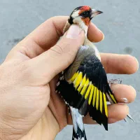 دوعدد سهره نر منطقه بستان اباد|پرنده|تبریز, |دیوار