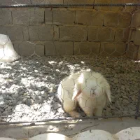 خرگوش بازی گوش