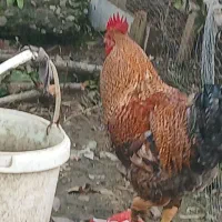 خروس مرغ لاری|حیوانات مزرعه|رشت, لاکان|دیوار