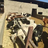 گوساله دو رگ نر