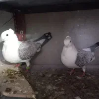 زیورآلات به شرط جفت