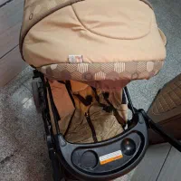 کالسکه|کالسکه و لوازم جانبی|همدان, |دیوار