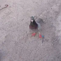 سلام دوستان عزیز|پرنده|کهنوج, |دیوار