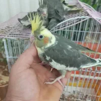 عروس هلندی|پرنده|دابودشت, |دیوار