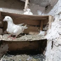 شیش عدد  کفتر
