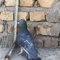 کفتر پلاکی اصلی