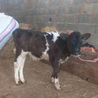 گاو گوساله تر