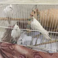 جفت عروس هلندی آلبینو دستی با جوجه یک ساله