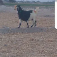 بیگ ماه